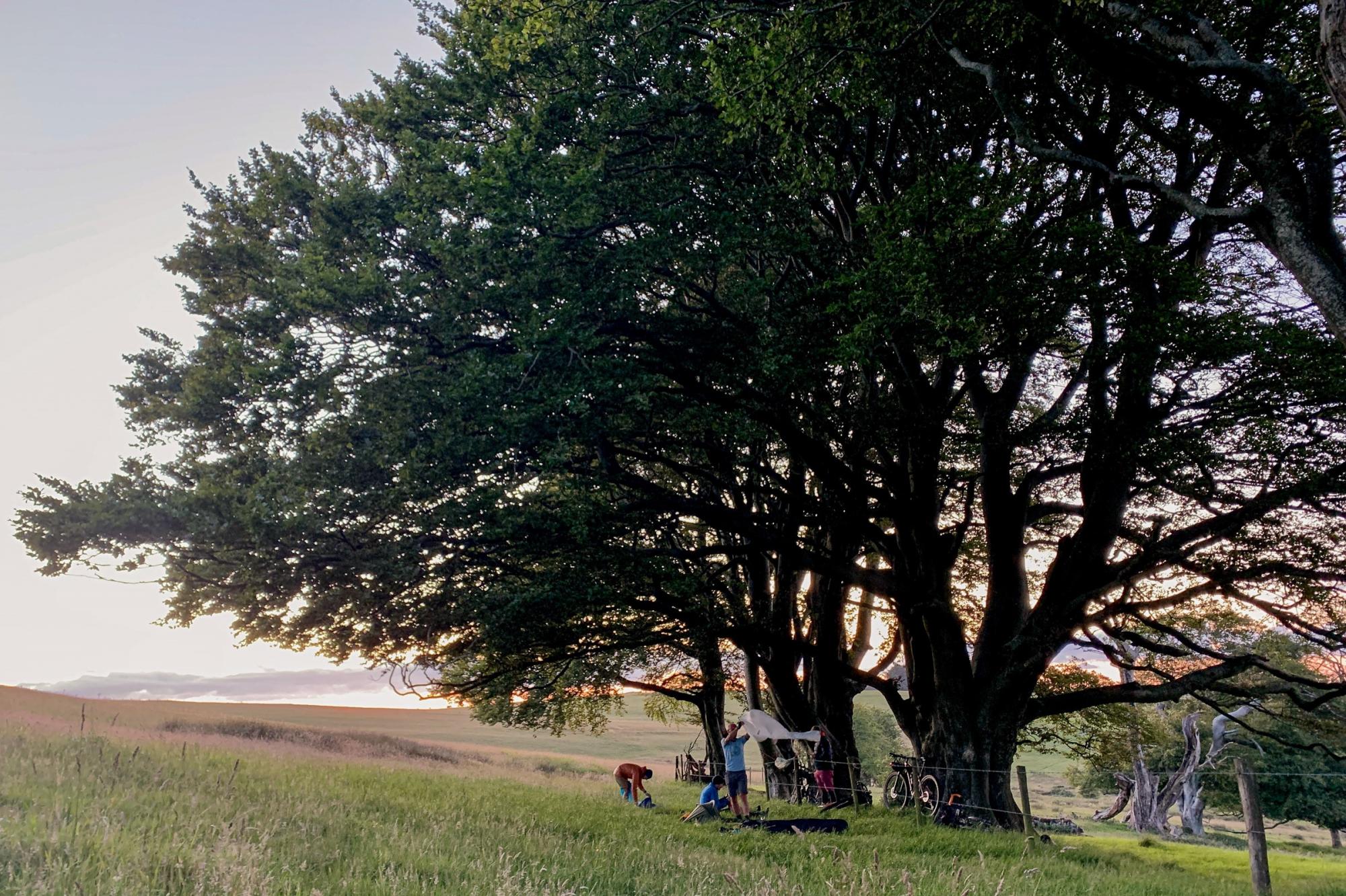 Bikepackers setting up camp beneath a tree