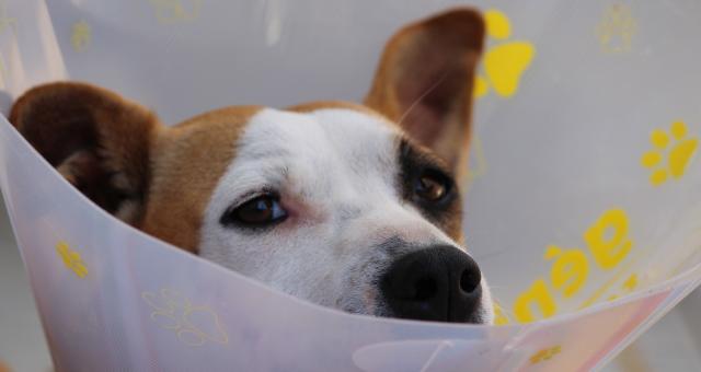 Dog after an operation with a cone 